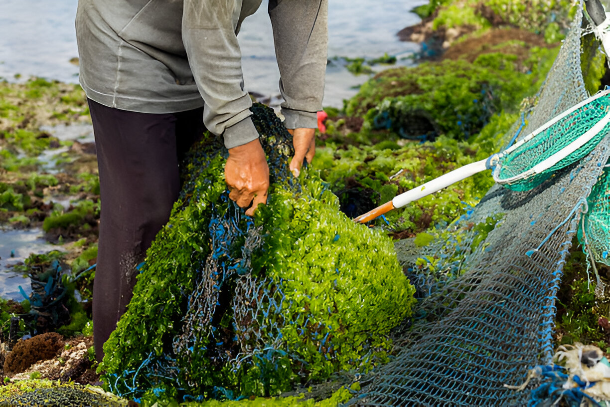 Peluang Emas Ekspor Rumput Laut Indonesia