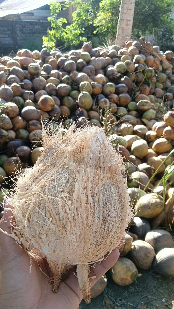 Kelapa Matang
